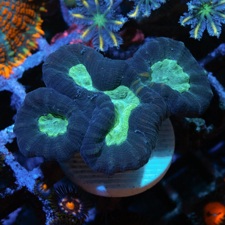 SBM Caulastrea CocaCola 5 pol. (long Polyp)