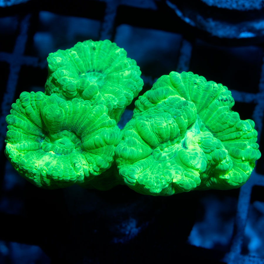 SBM Caulastrea Hulk 3 pol