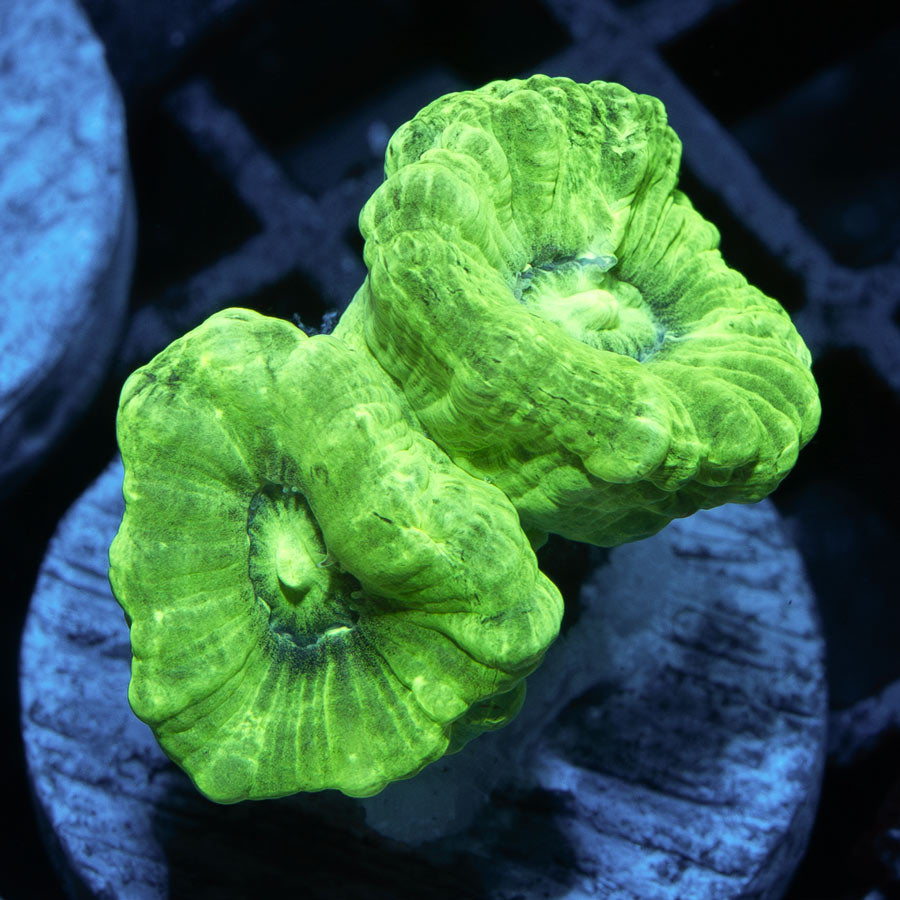SBM Caulastrea Hulk