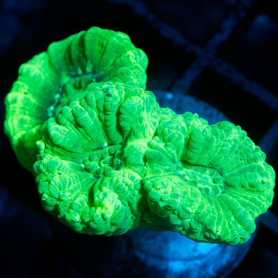 SBM Caulastrea Hulk 3 pol