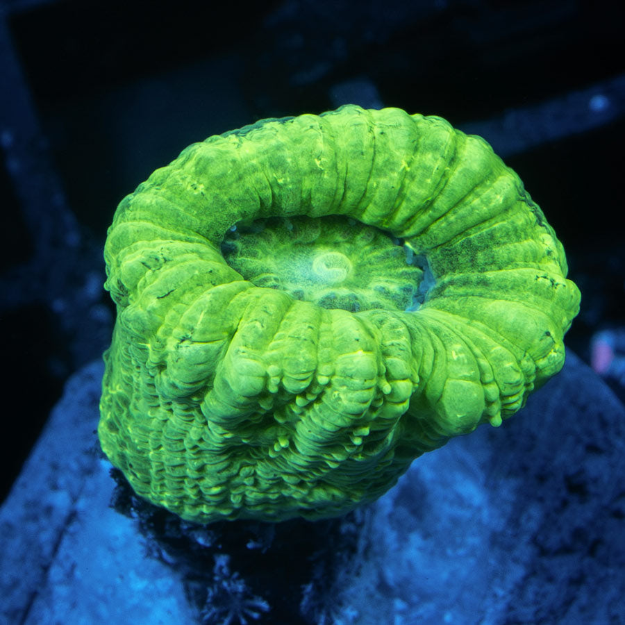 SBM Caulastrea Hulk 1 pol