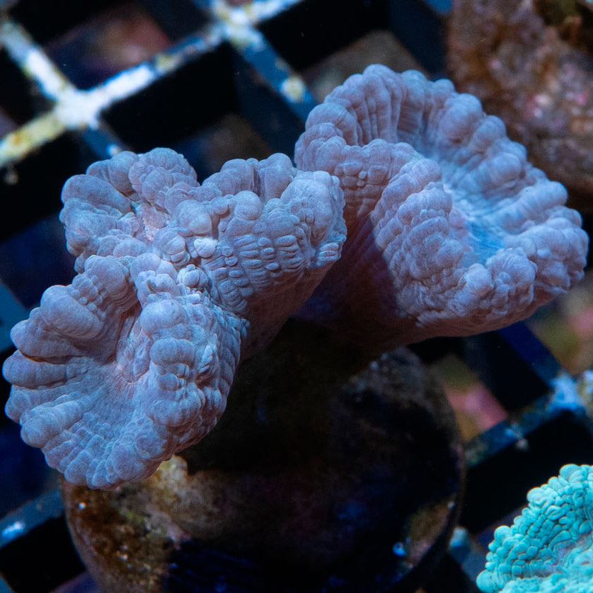SBM Caulastrea "Lavender in Spring" 3 pol