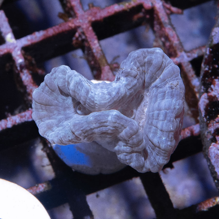 SBM Caulastrea "Lavender in spring" 1 pol. (rara)
