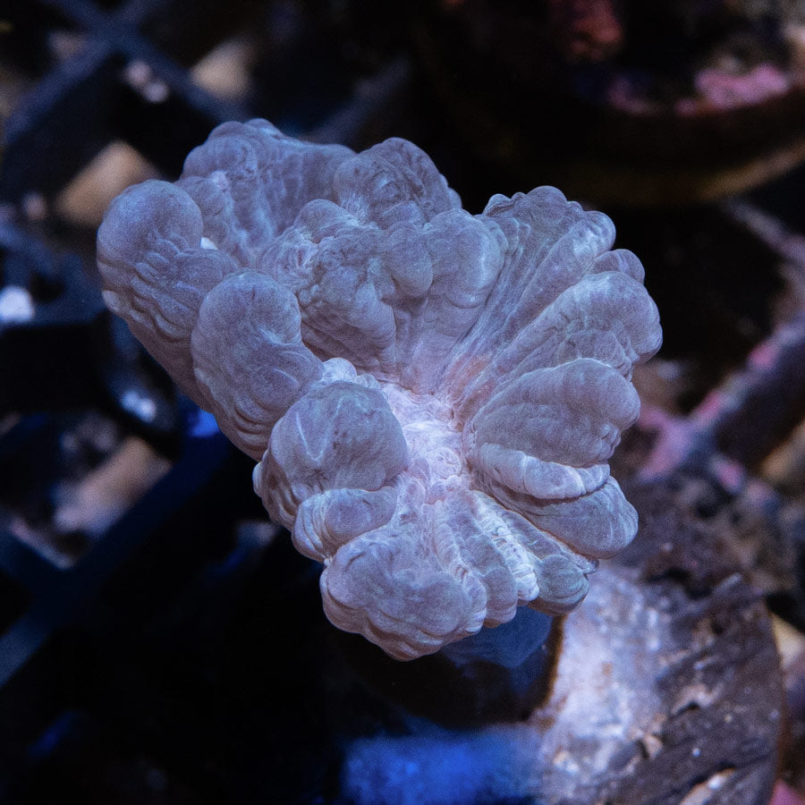 SBM Caulastrea ''Lavander in Spring'' 2 pol