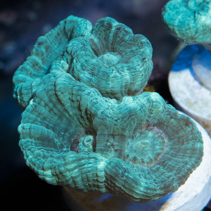 SBM Caulastrea Azul (4 Pól)