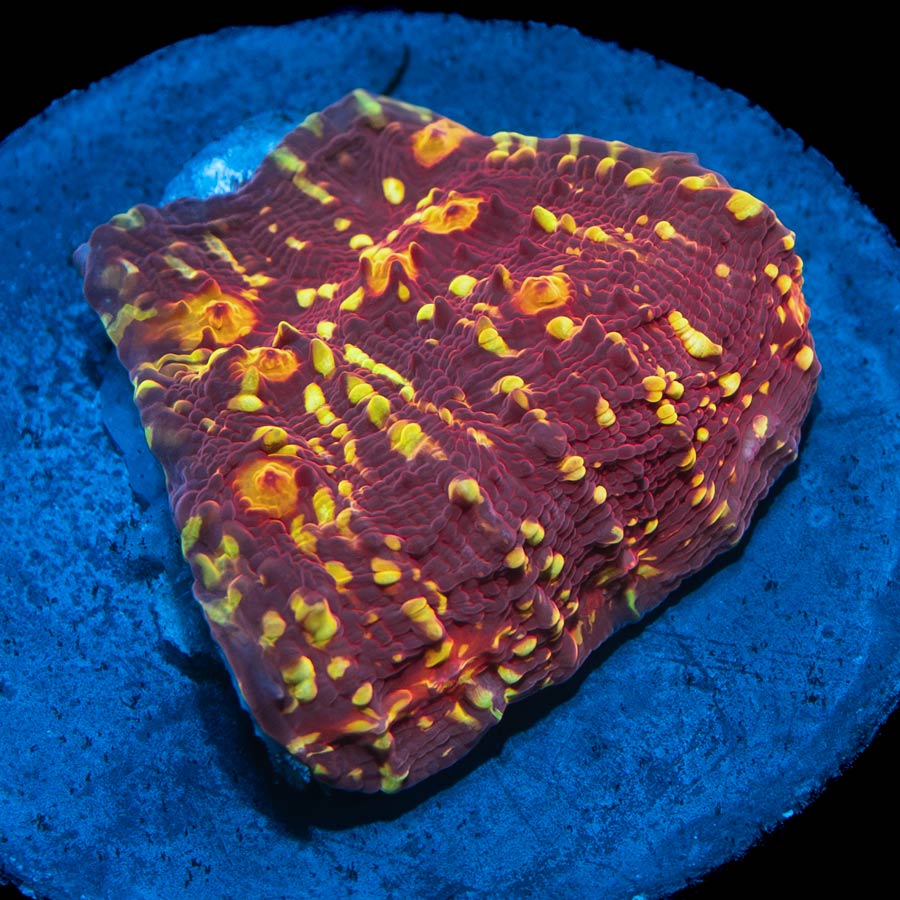 SBM Chalice Ferrari (nueva en cultivo)(coleccionista)