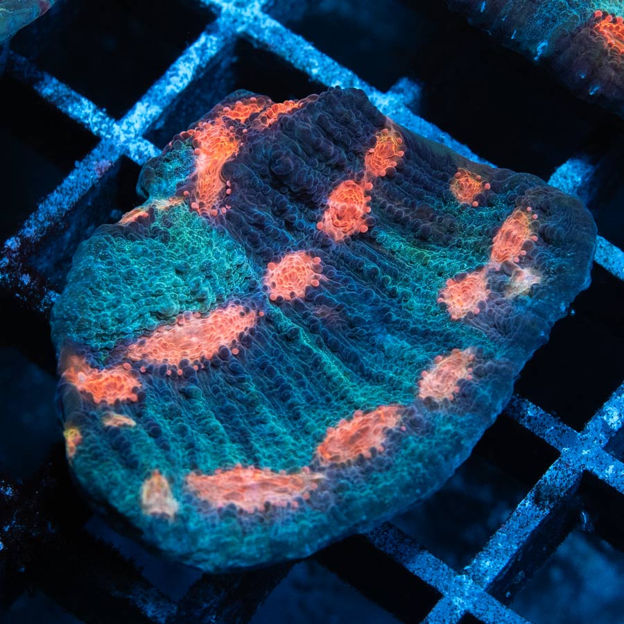 SBM Chalice Mars Attack