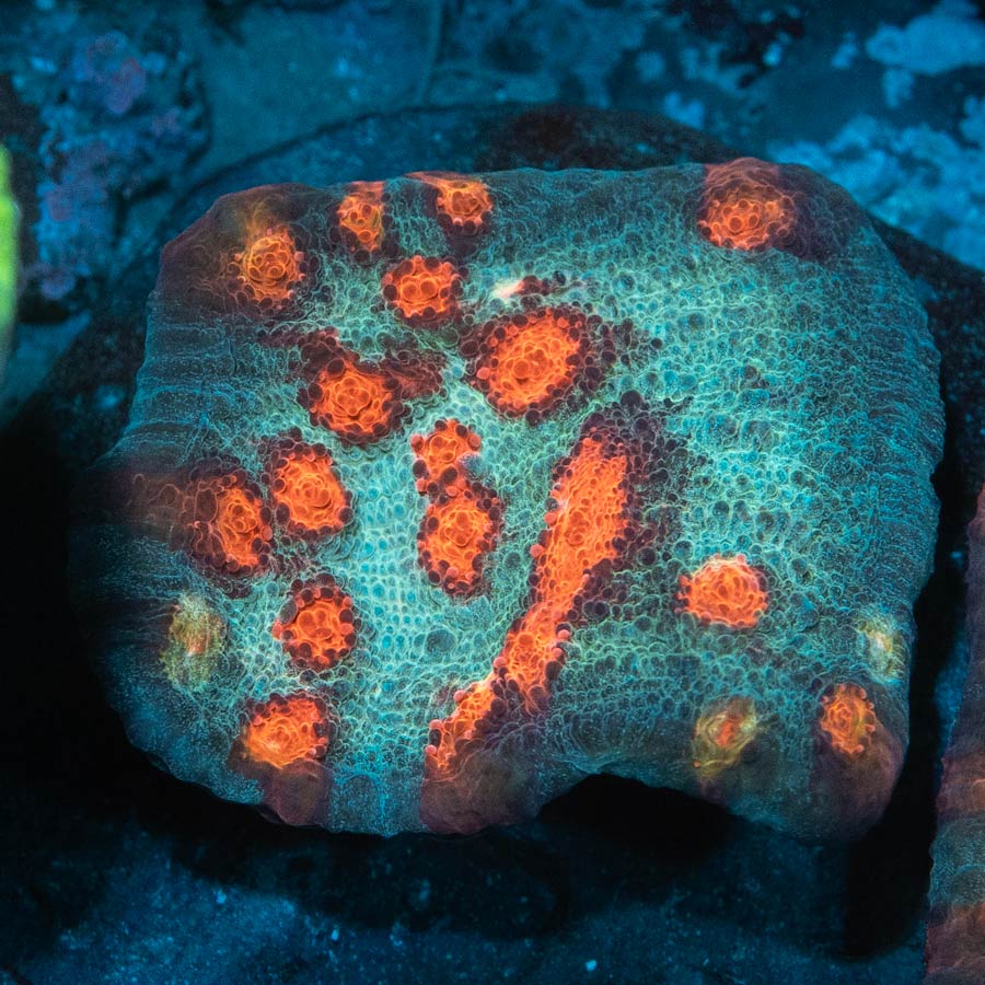 SBM Chalice Mars Attack