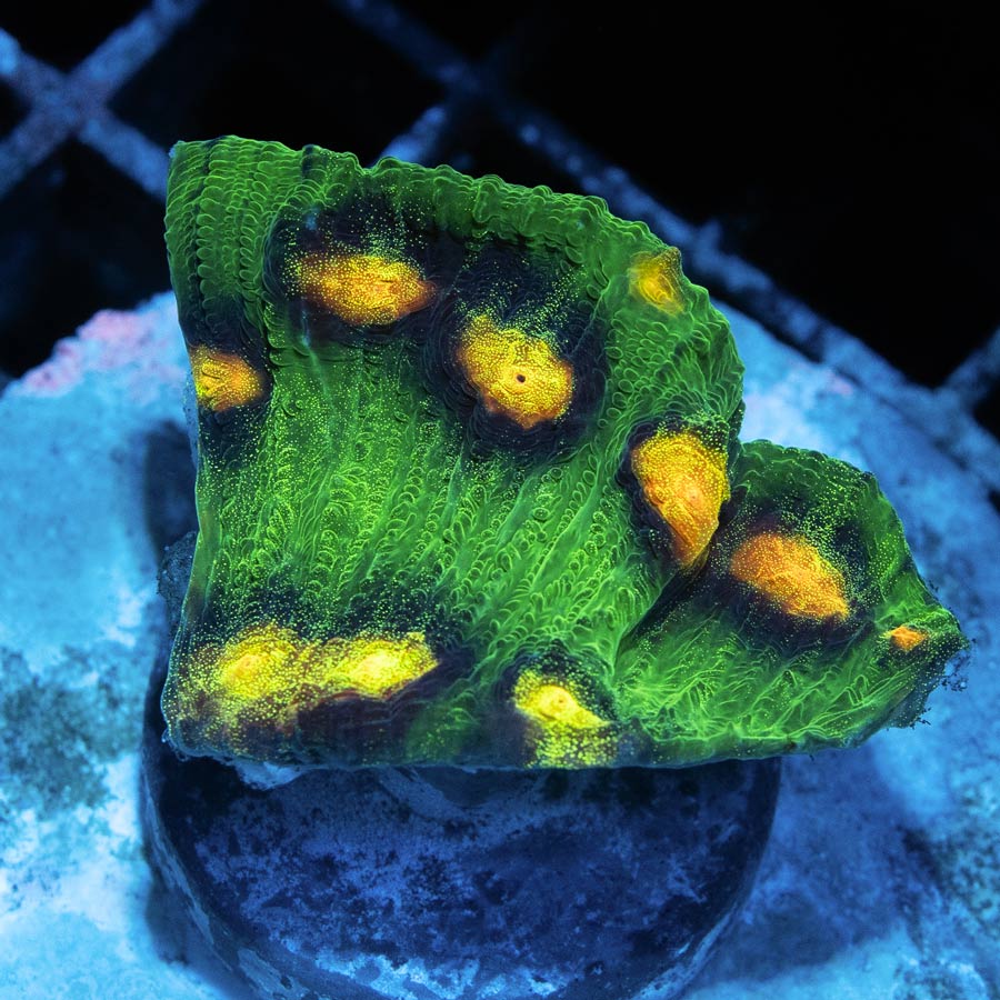 SBM Chalice Raja Rampage 10 bocas