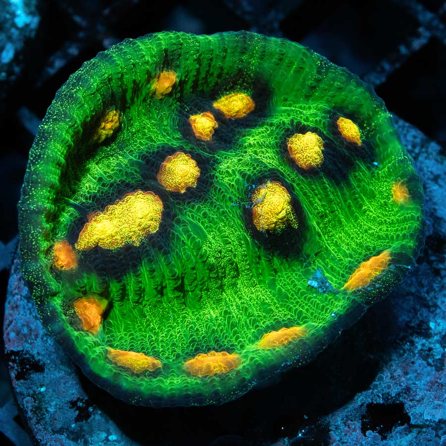 SBM Chalice Raja Rampage