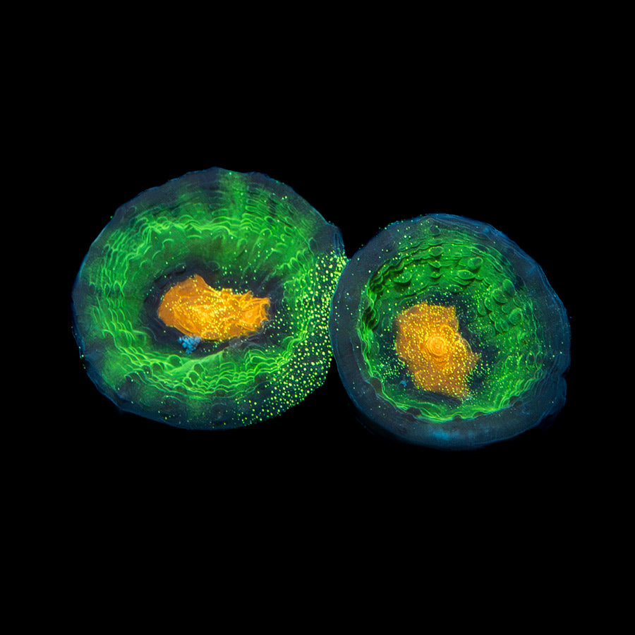 SBM Chalice Raja Rampage Mini 2 bocas(preciosa)