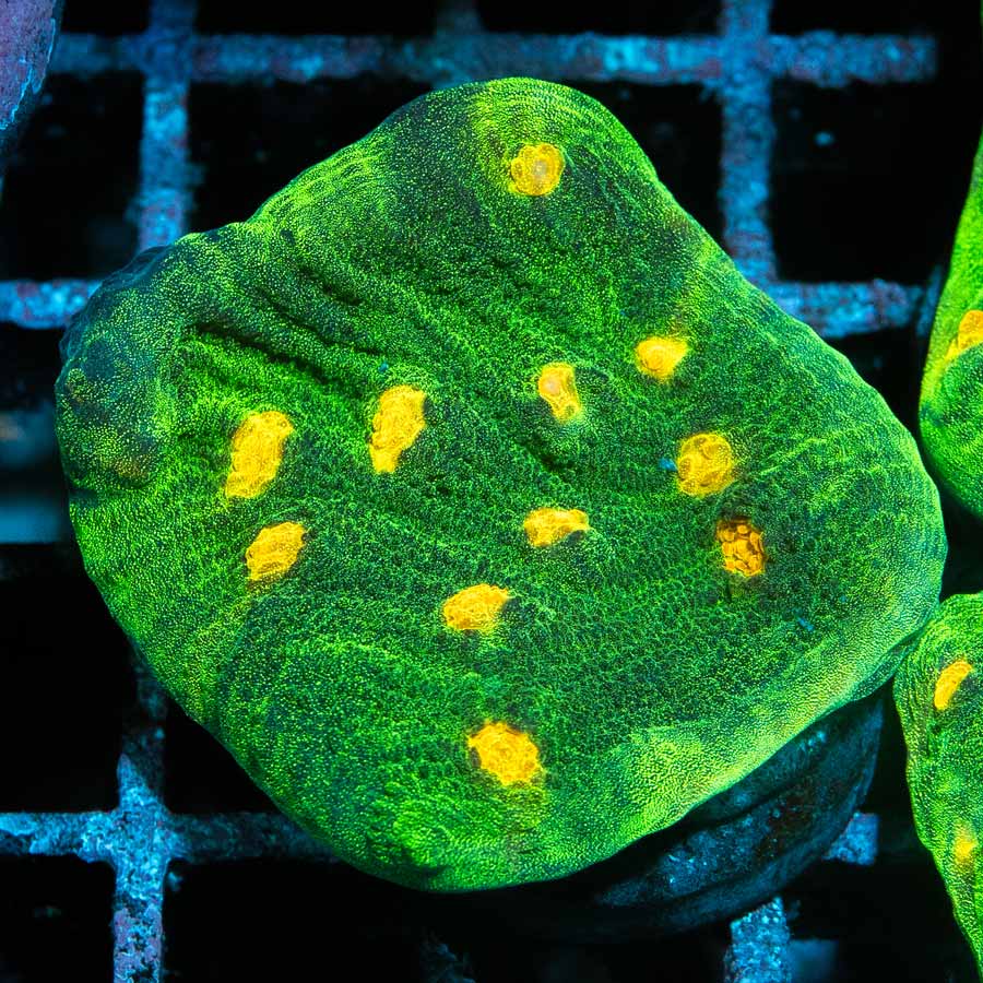 SBM Chalice Space Invader