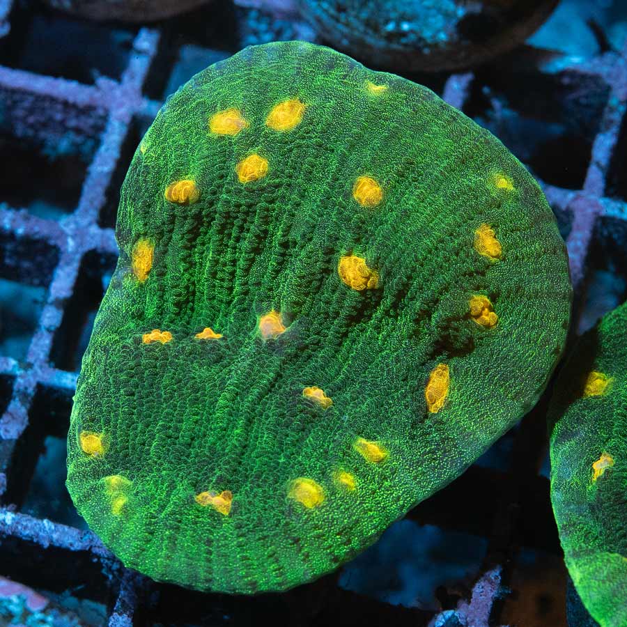 SBM Chalice Space Invader