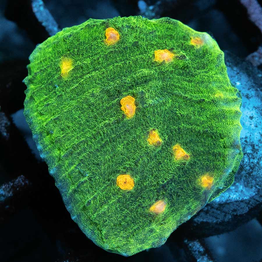 SBM Chalice Space Invader