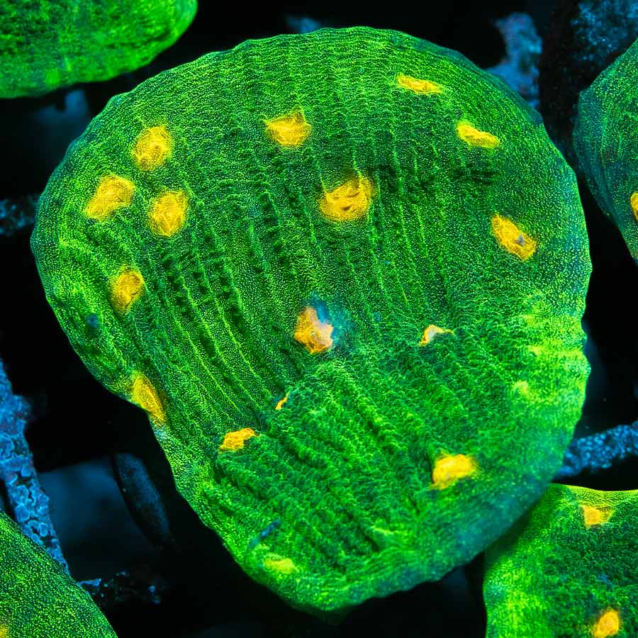 SBM Chalice Space Invader