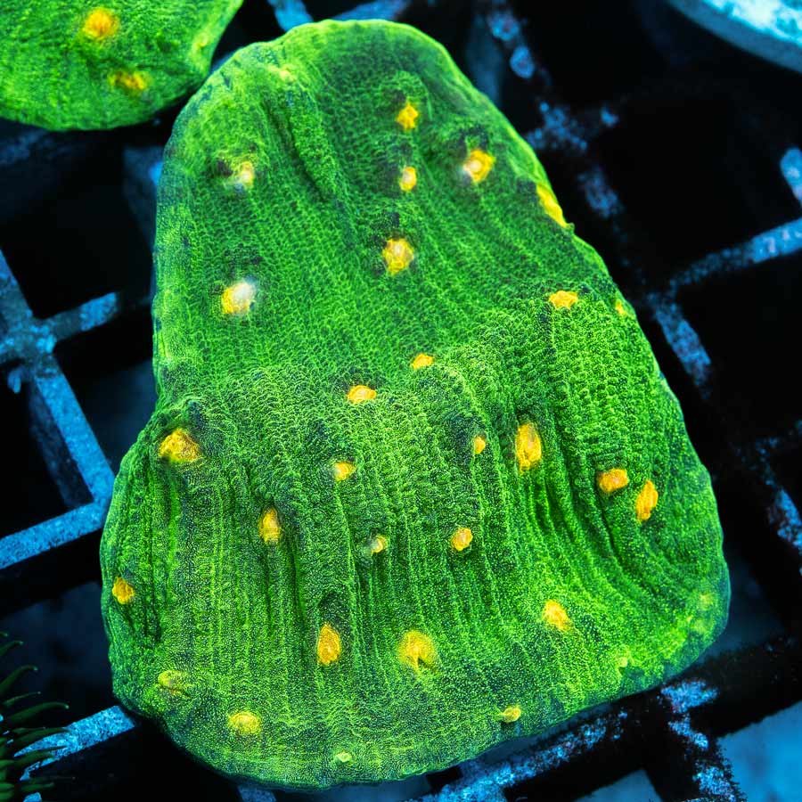 SBM Chalice Space Invader