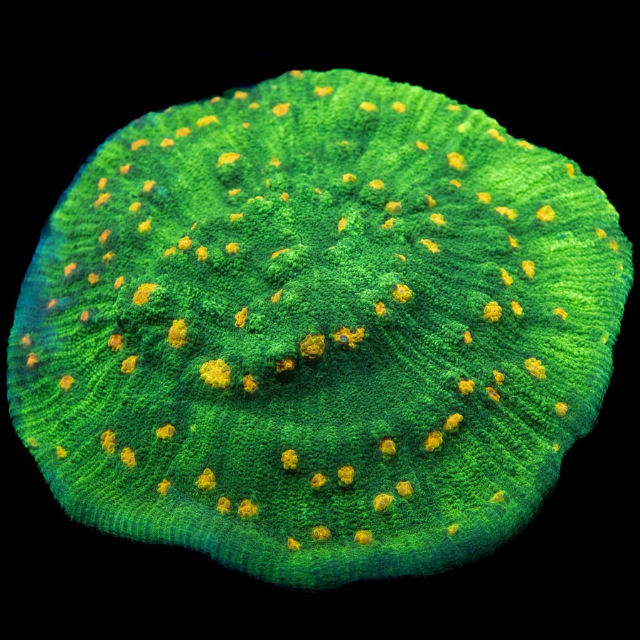 SBM Chalice Space Invader XL 12cm