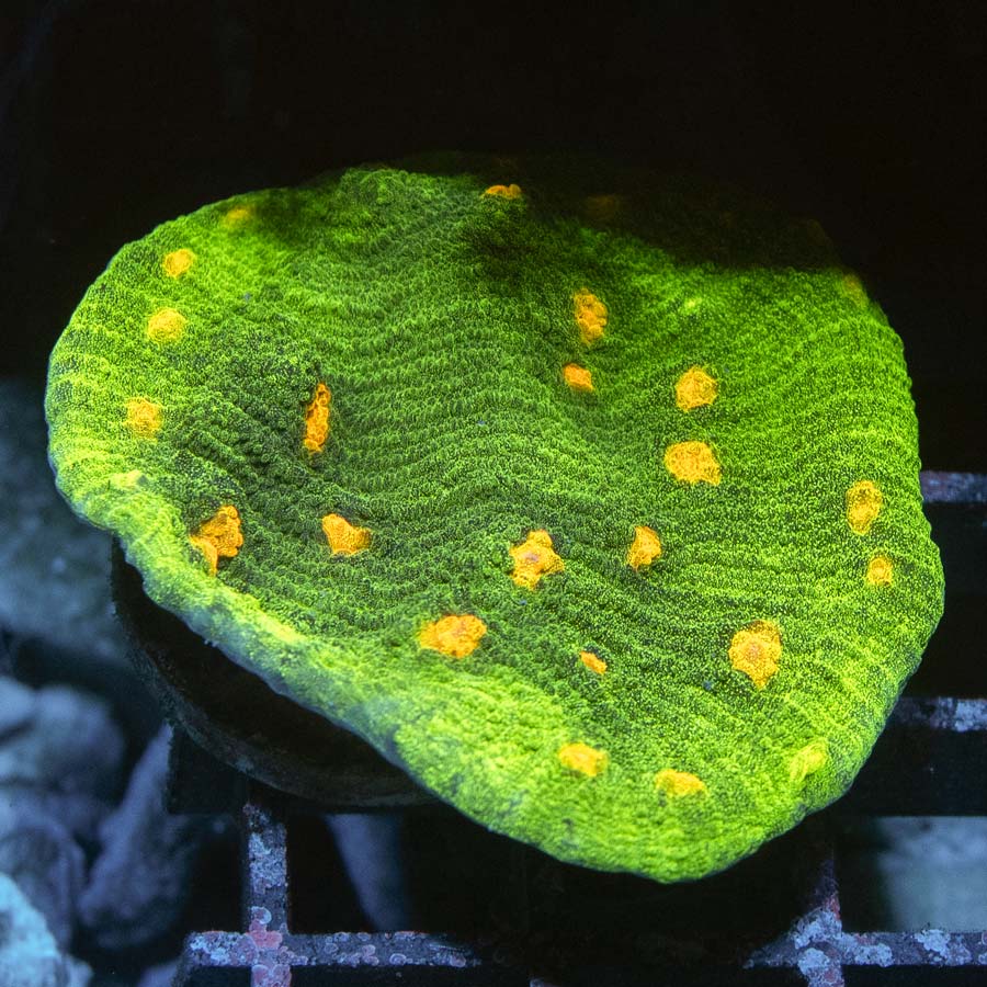 SBM Chalice Space Invader 5 cm