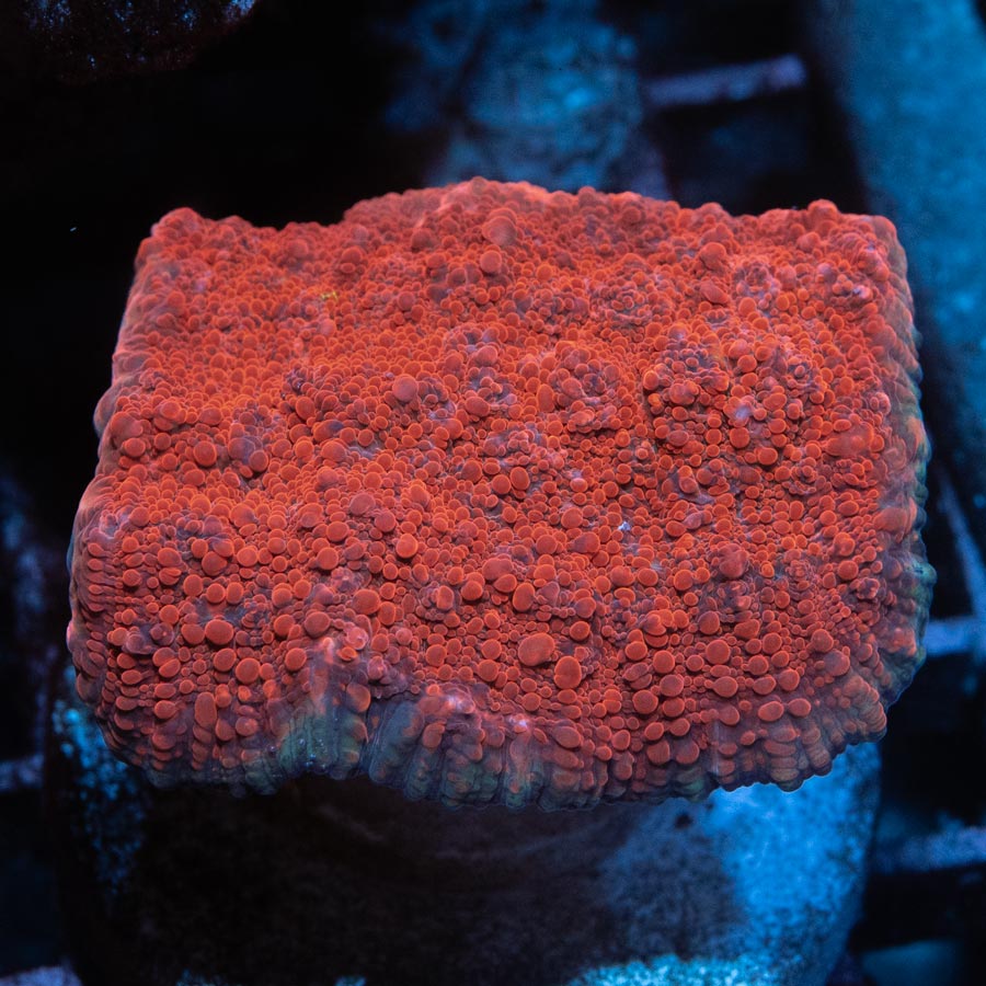 SBM Chalice Vulcano md 6 cm