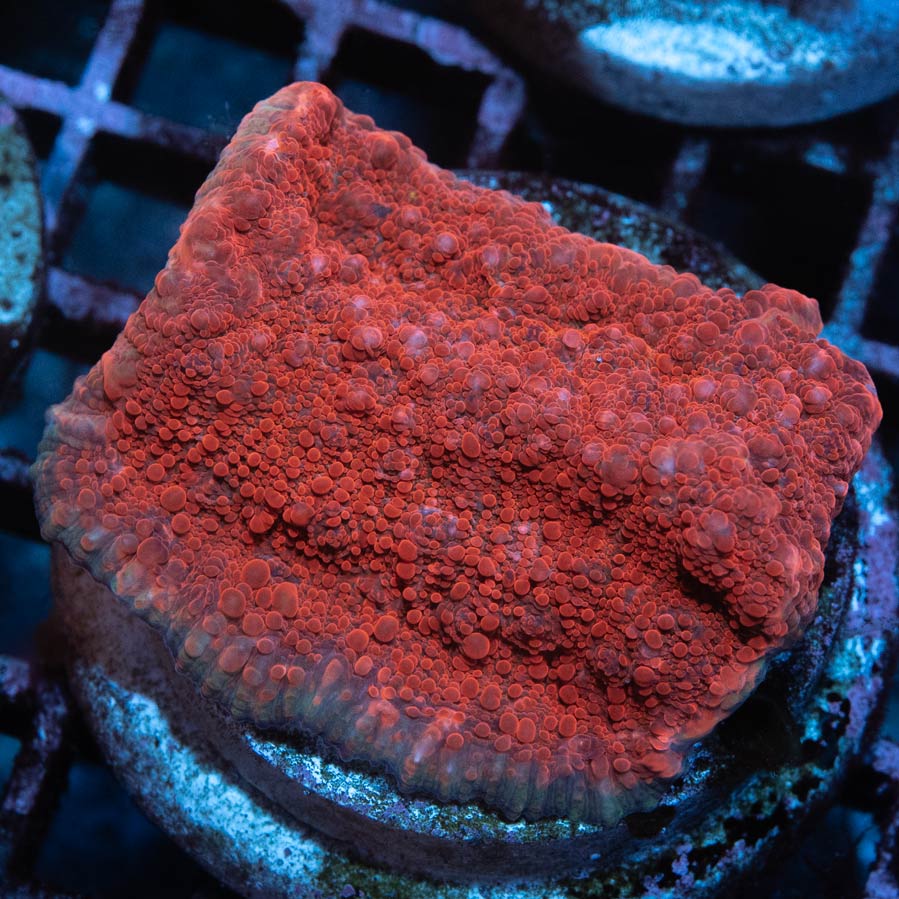 SBM Chalice Vulcano md 6 cm