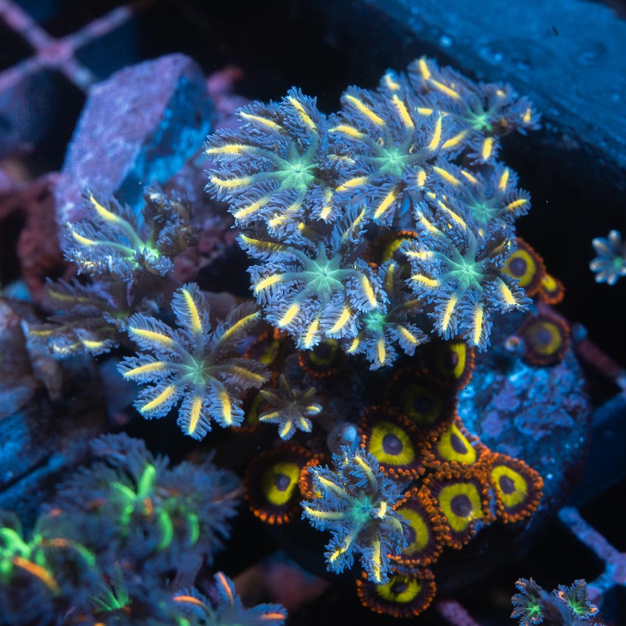 SBM Clavularia Papaya "Orange Infusion" + Zoanthus L.A. Lakers