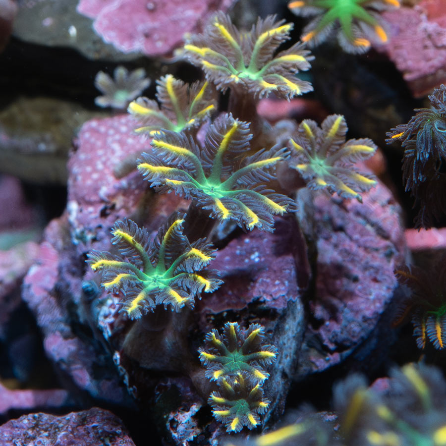 SBM Clavularia Papaya Orange Infusion 8 pol