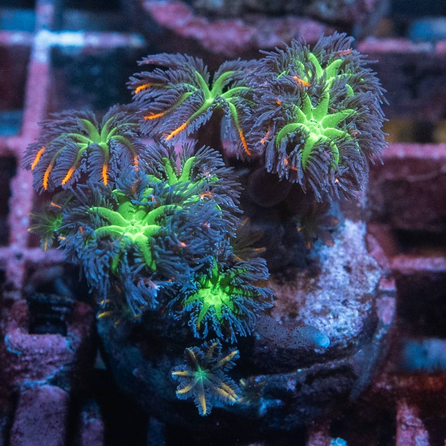 SBM Clavularia Papaya Tricolor "Rainbow Infusion" 15 pol