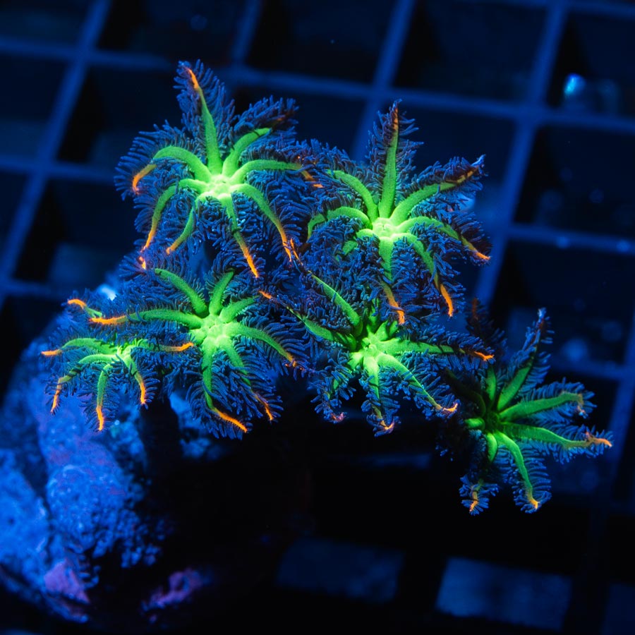 SBM Clavularia Papaya Rainbow Infusion