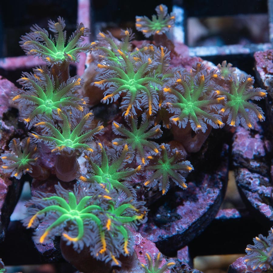 SBM Clavularia Papaya Rainbow Infusion 15 pol