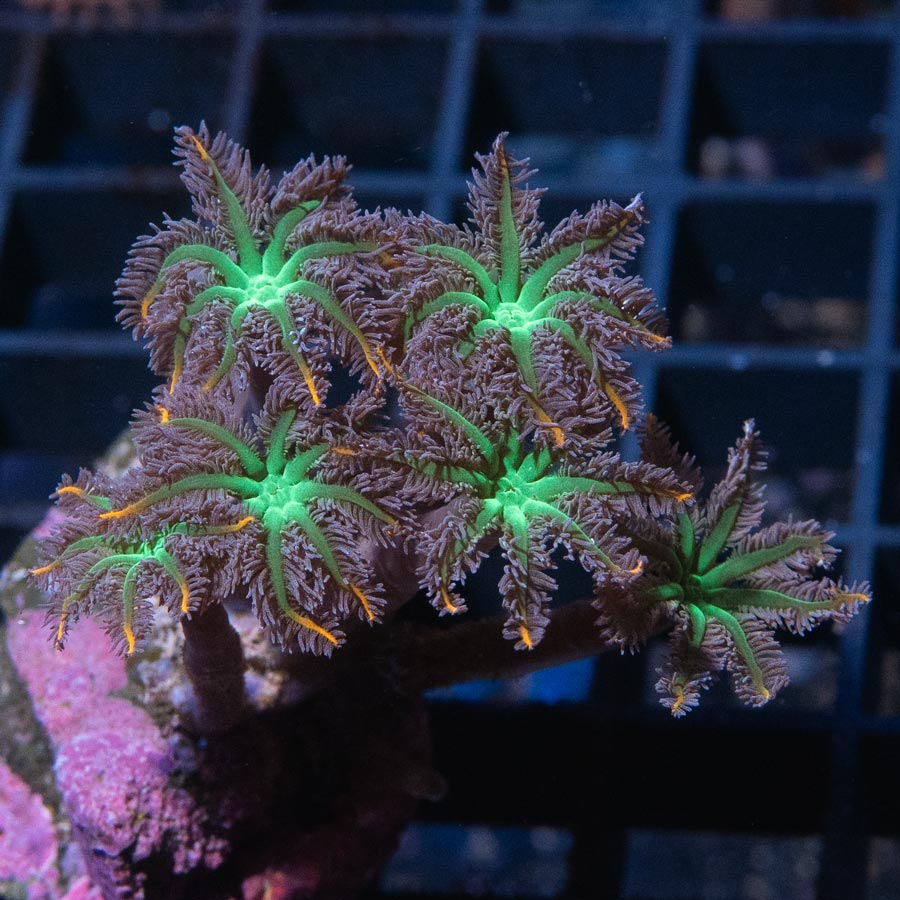 SBM Clavularia Papaya Rainbow Infusion