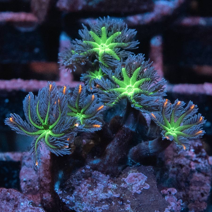 SBM Clavularia Papaya Tricolor "Rainbow Infusion" 10 pol