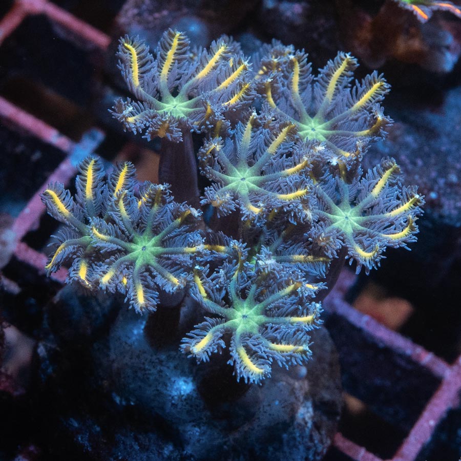 SBM Clavularia Papaya "orange infusion" 10 pol