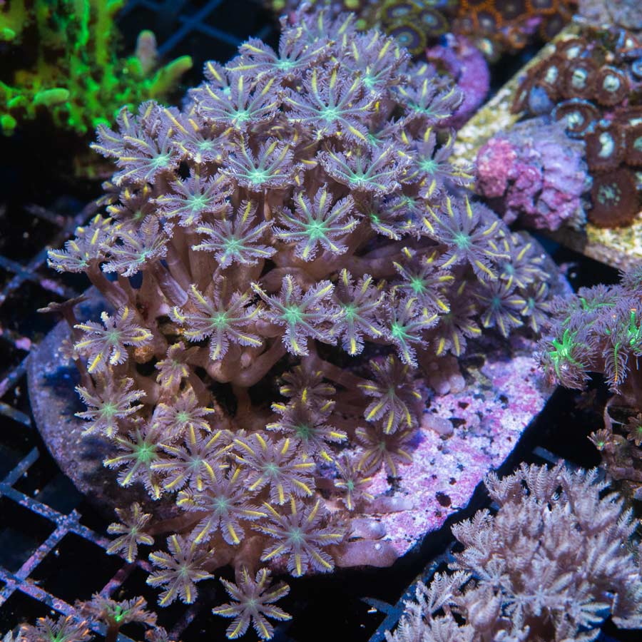 SBM Clavularia Papaya Orange Infusion XXL