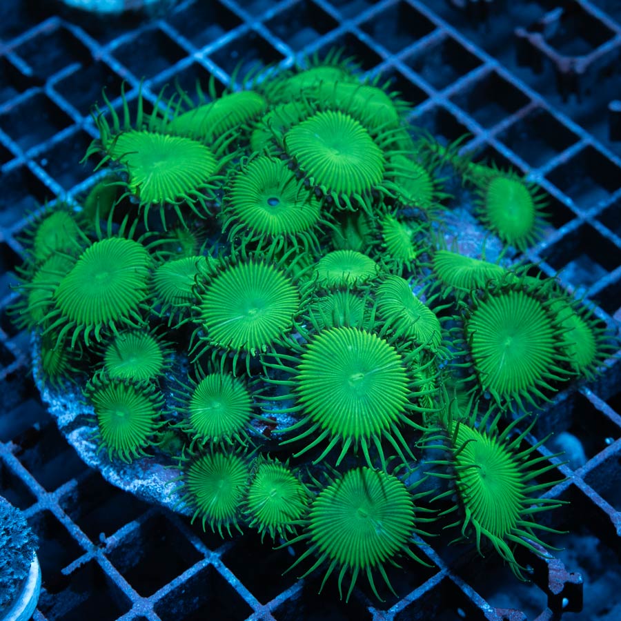 SBM Palythoa Green XL 40 polipos
