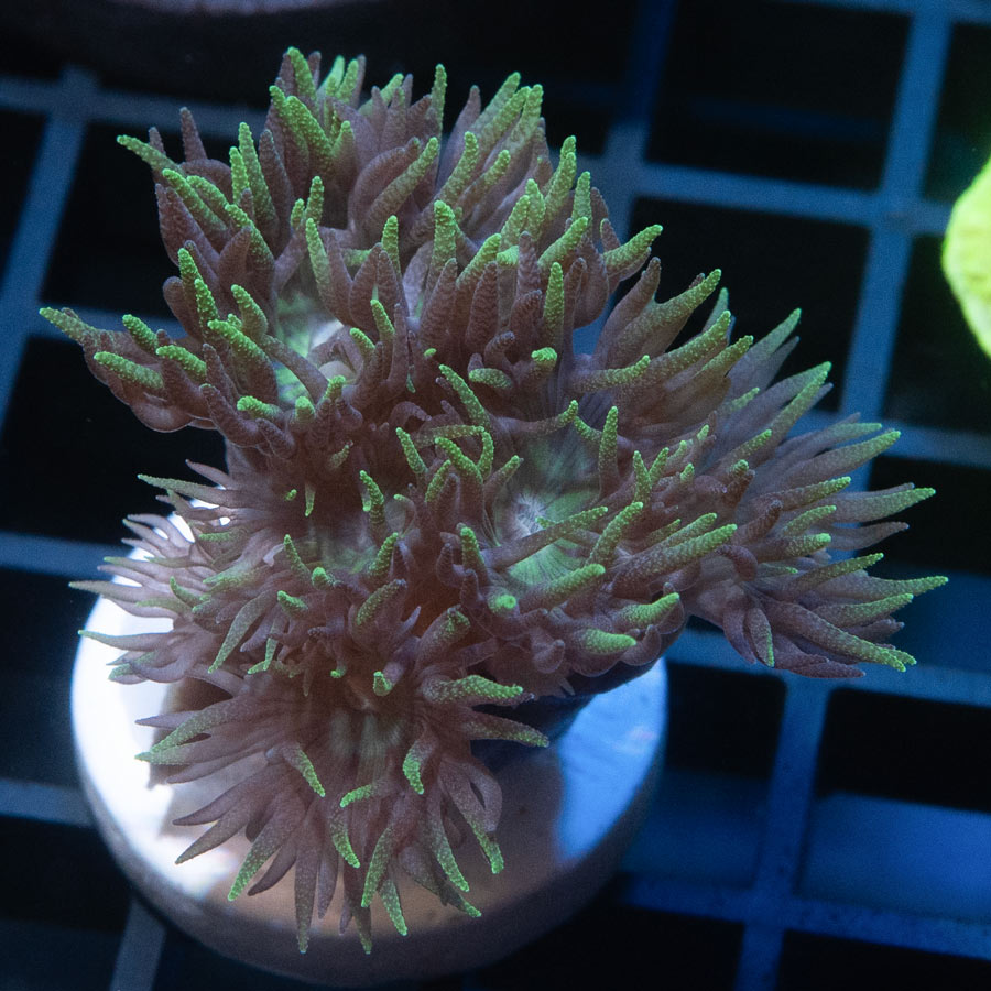 SBM Duncanopsammia Axifuga "Flamingo" 5 pol