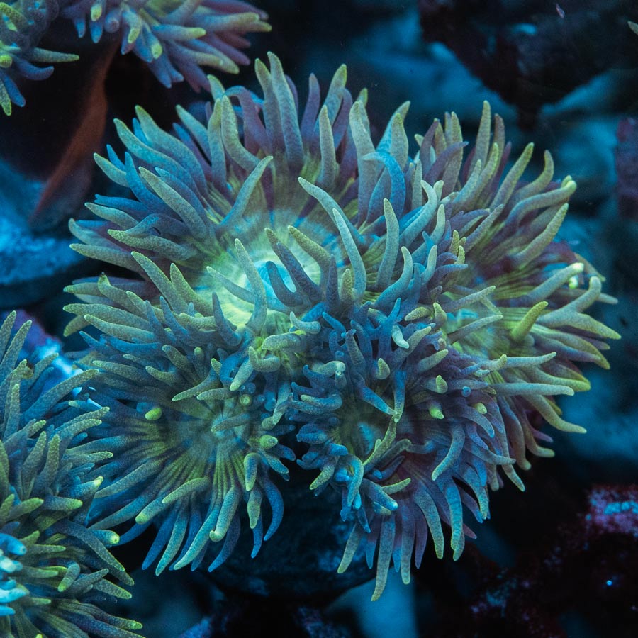 SBM Duncanopsammia Axifuga 4 pol