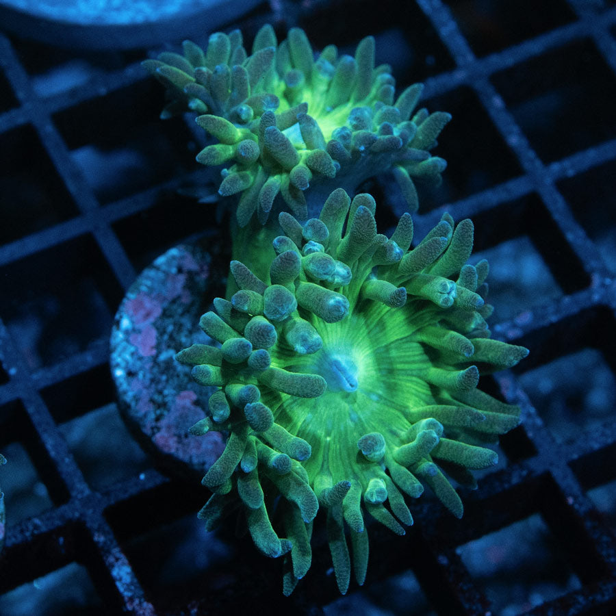 SBM Duncanopsammia Axifuga 2 pol