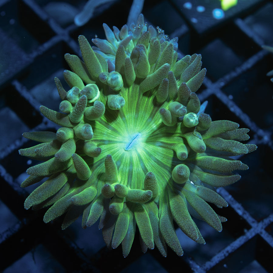 SBM Duncanopsammia Axifuga