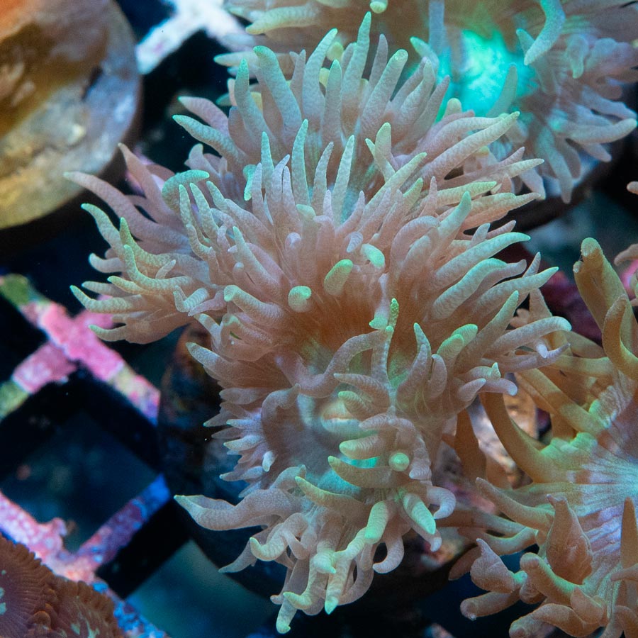 SBM Duncanopsammia Axifuga