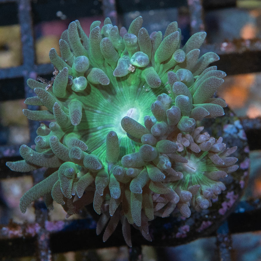 SBM Duncanopsammia Axifuga 2 pol