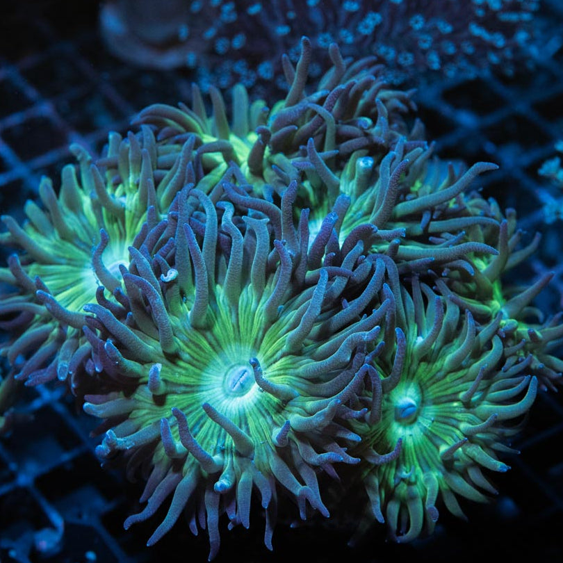 SBM Duncanopsammia Axifuga 12 pol