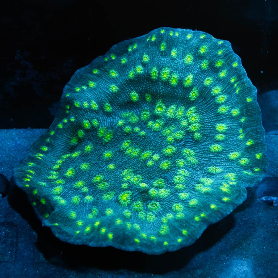 SBM Echinopora Lamellosa