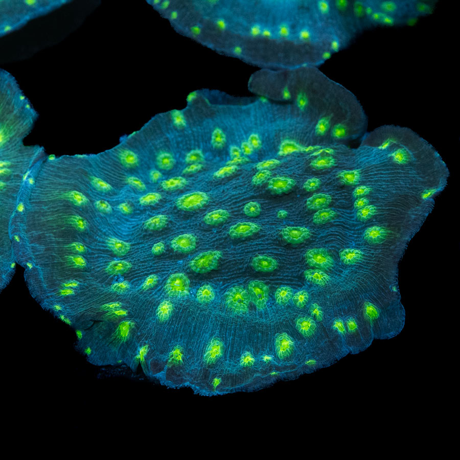 SBM Echinopora Lamellosa