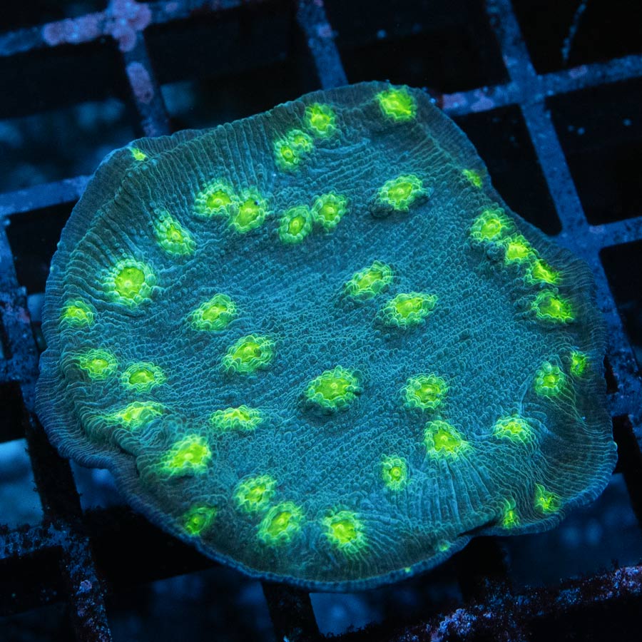 SBM Echinopora Lamellosa