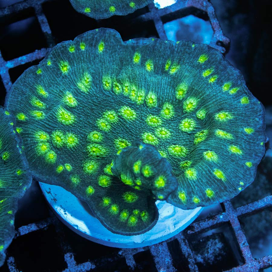 SBM Echinopora Lamellosa 6 cm