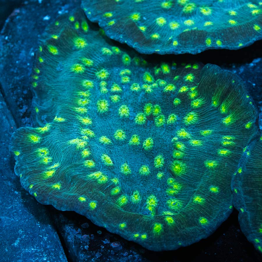 SBM Echinopora Lamellosa