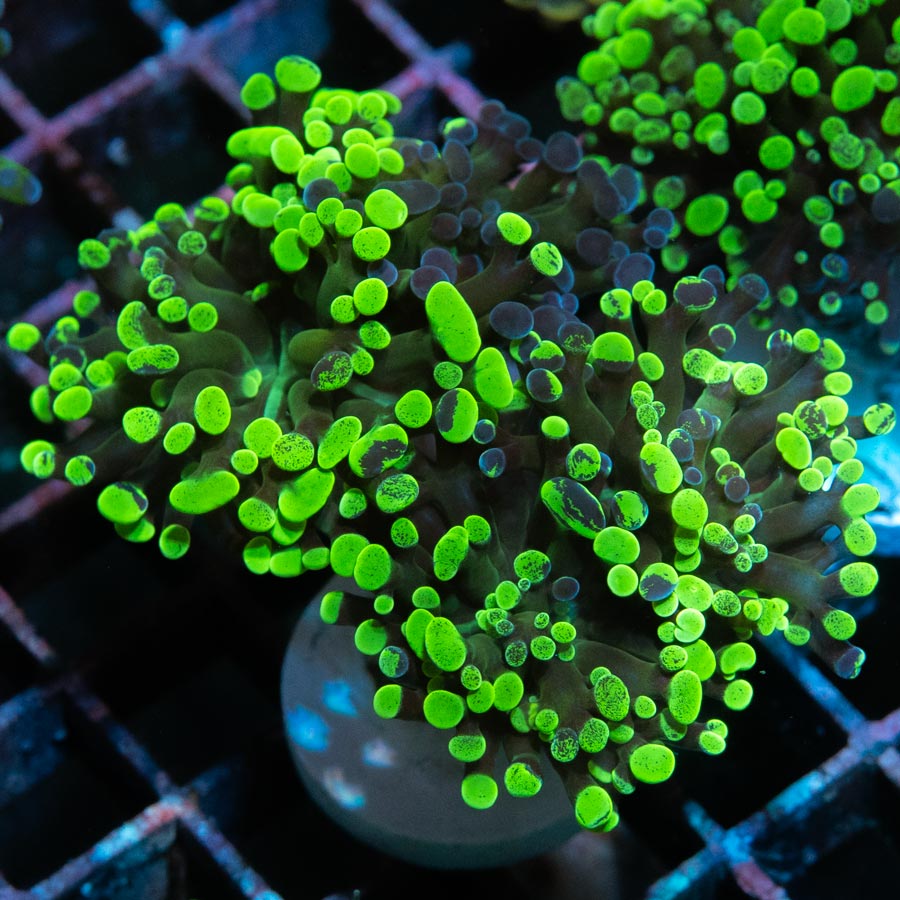 SBM Euphyllia Parancora Toxic Green (2 Pól.)
