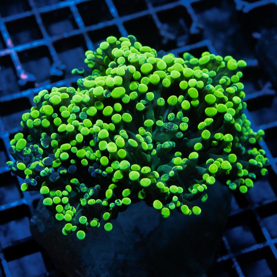 SBM Euphyllia Parancora Verde Tóxico (5 Pol.)