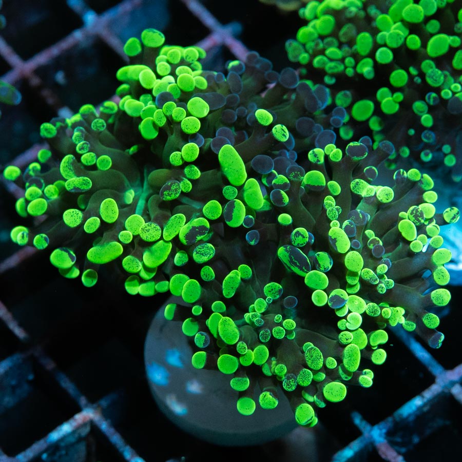 SBM Euphyllia Parancora Toxic Green (2 Pól.)
