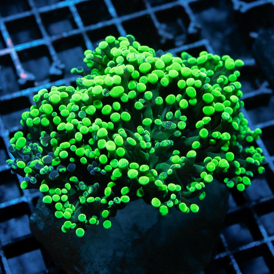 SBM Euphyllia Parancora Verde Tóxico (5 Pol.)